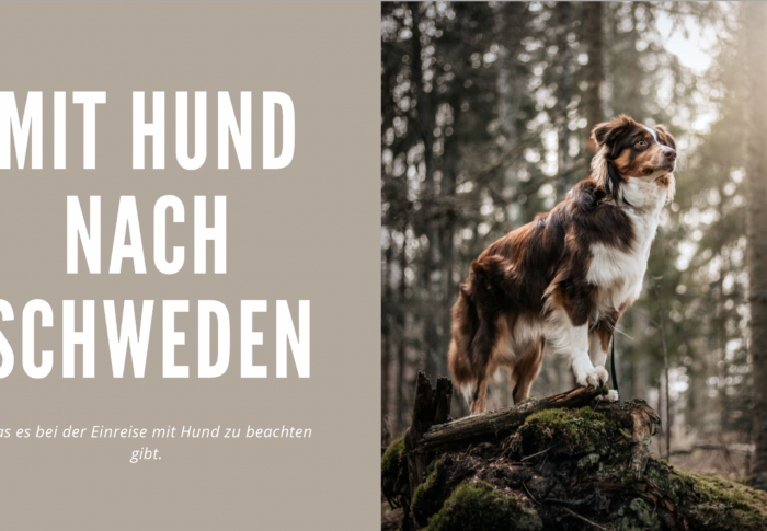 Travel Sweden: Die Einreise nach Schweden mit Hund