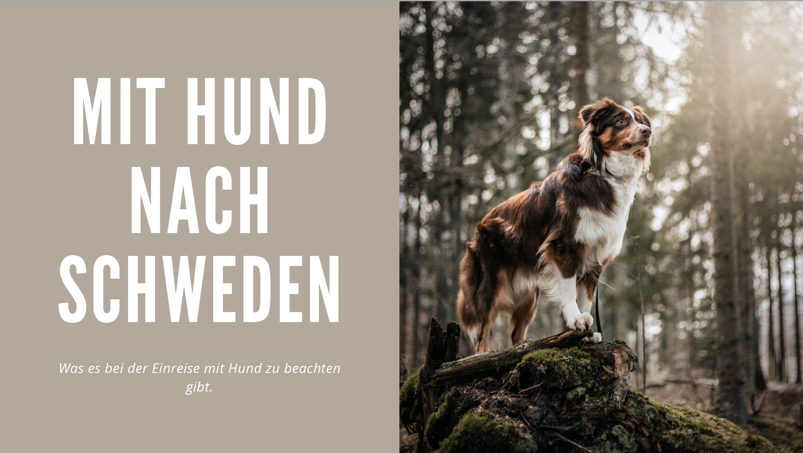 Travel Sweden: Die Einreise nach Schweden mit Hund