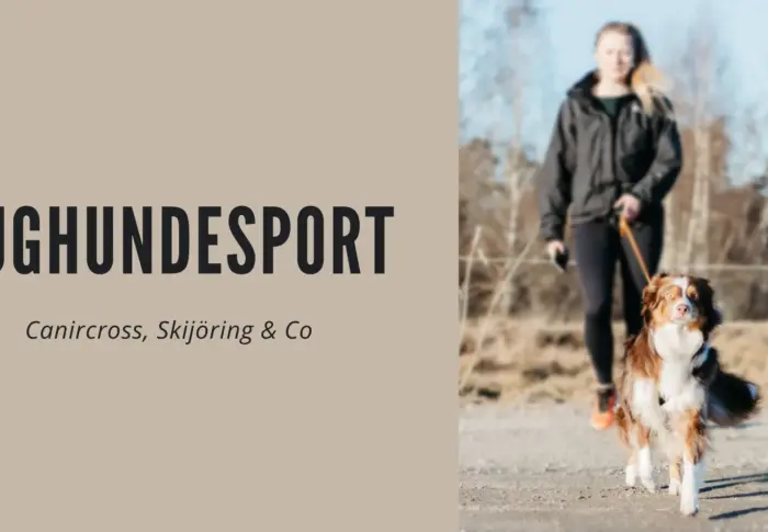 Zughundesport mit Hund: 6 Fragen & Antworten zu dem Trendsport
