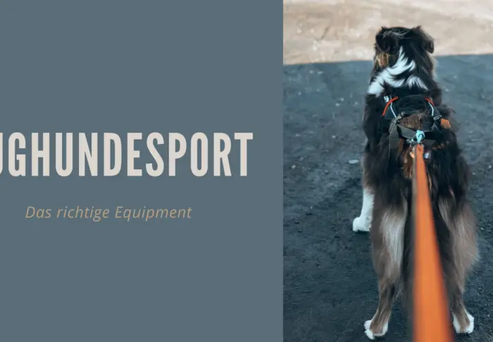 Zughundesport mit Hund: Equipment und Ausstattung