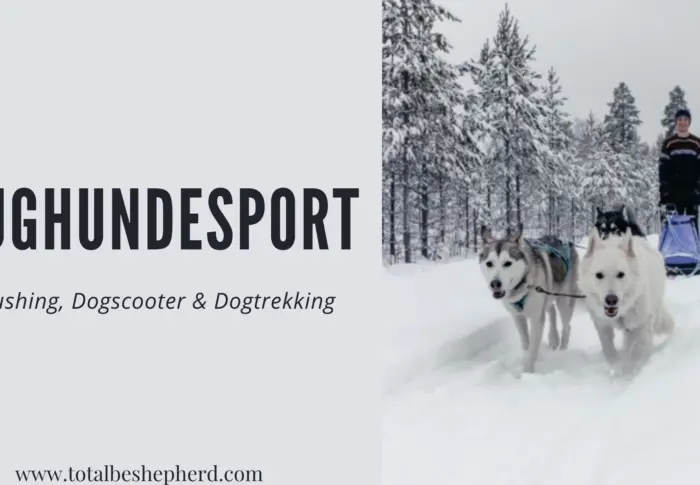 Zughundesport: Mushing, Dogscooter und Dogtrekking