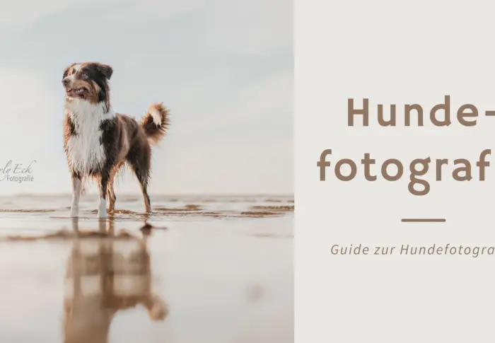 Hundefotografie: Tipps & Tricks damit auch deine Bilder klasse werden