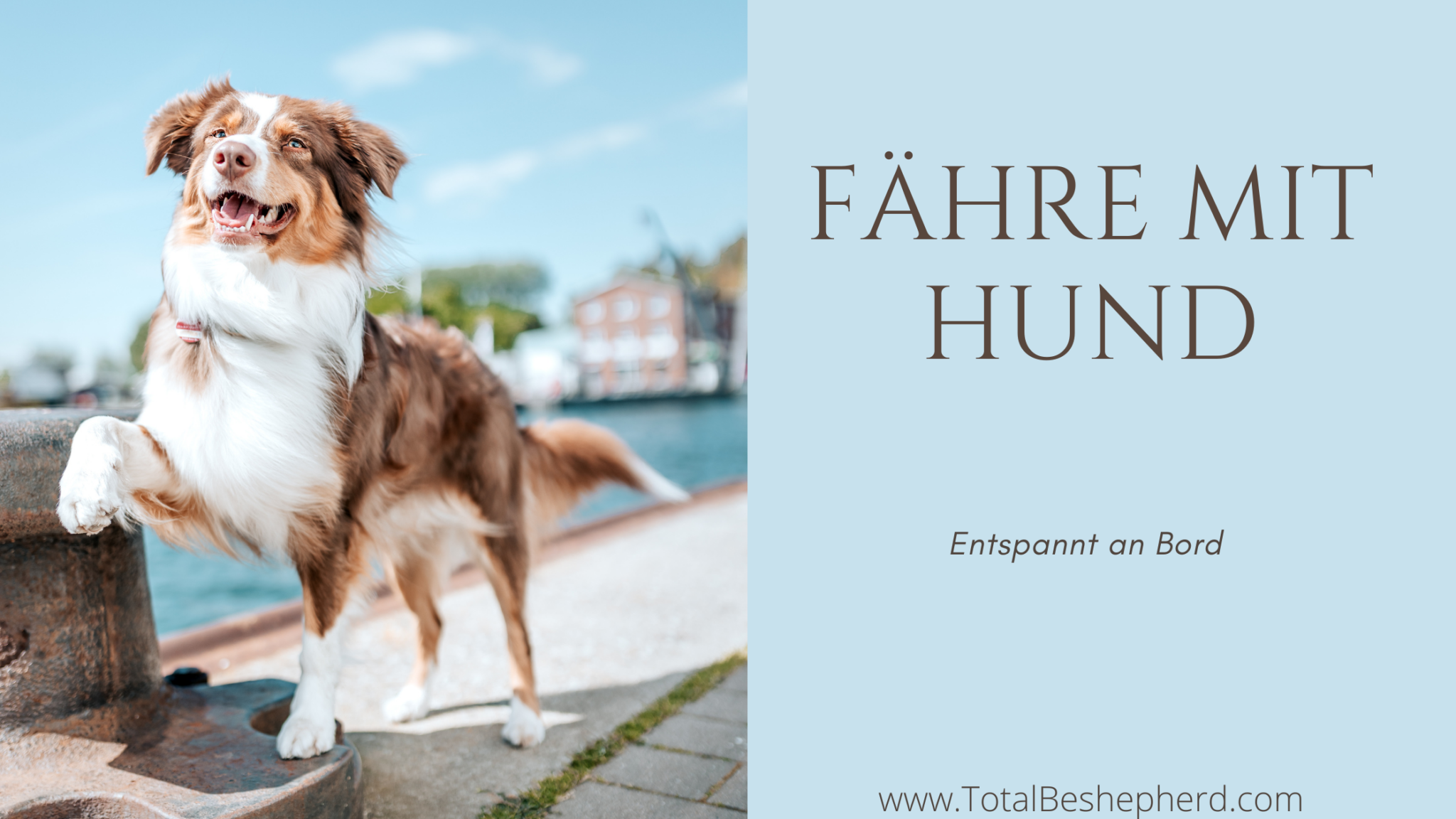 Reise mit Hund Fähre mit Hund TotalBeshepherd