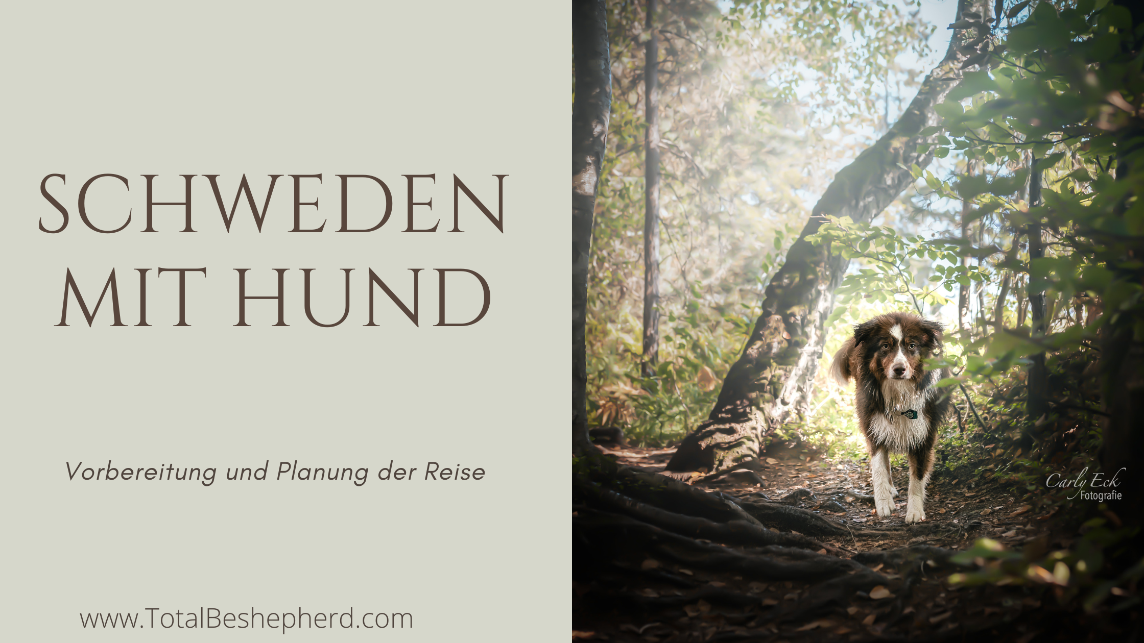 Skandinavien Reise Hund
