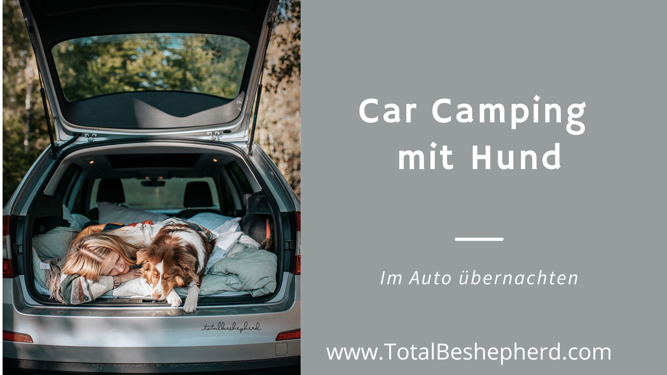 https://totalbeshepherd.com/wp-content/uploads/2022/07/Car-Camping-Hund.jpg