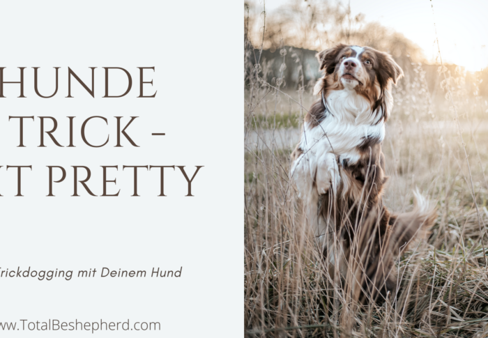 Trickanleitung Sit Pretty: Trickdogging mit Deinem Hund