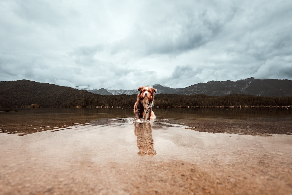 Hund im Eibsee