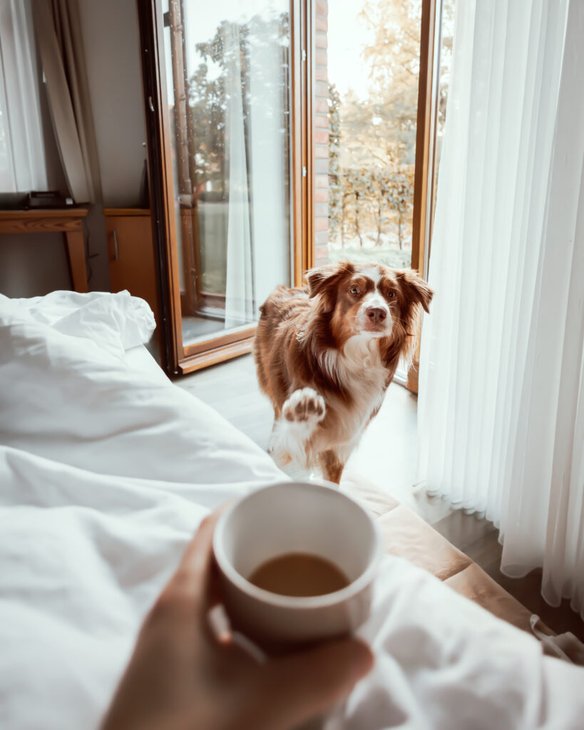 Achtsamkeitsreise mit Hund