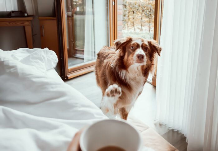 Hotel mit Hund: Hundeknigge im Hotel