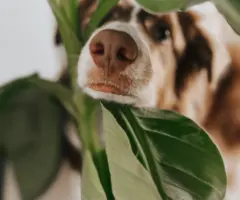 Sieben ungiftige Pflanzen für Wohnungen mit Hund