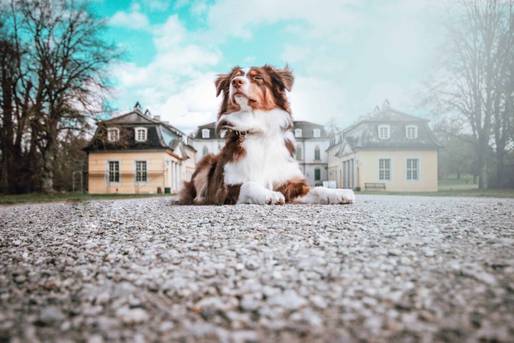 Schloss Wilhelmsthal mit Hund
